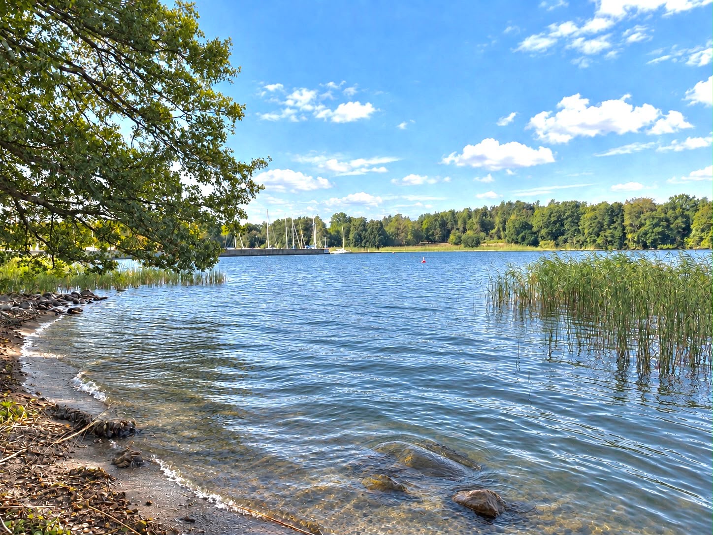 Vass och träd längs sjökanten vid Görväln Naturreservat i Järfälla